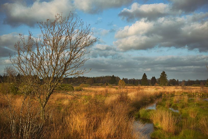 Brackvenn by Dieter Beselt