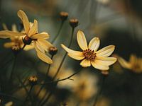 Yellow flower
