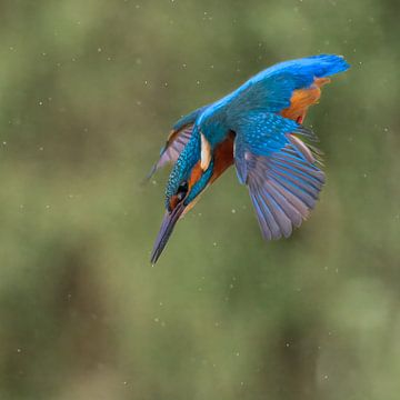 Plongée du martin-pêcheur sur Lies Bakker