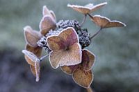 Frozen flowers