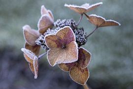 Frozen flowers