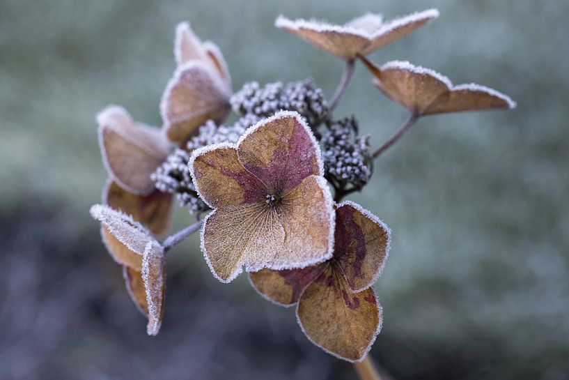 Frozen flowers by Memories for life Fotografie