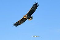 Seeadler auf der Jagd am Himmel über dem Norden von Sjoerd van der Wal Fotografie Miniaturansicht