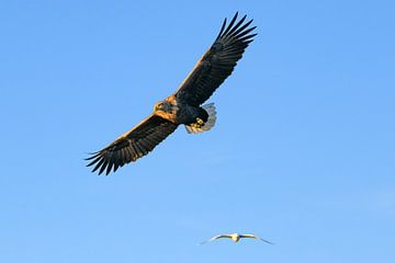 Seeadler auf der Jagd am Himmel über dem Norden von Sjoerd van der Wal