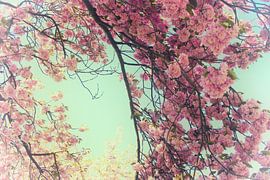 Lentebloesem by Susanne Viset