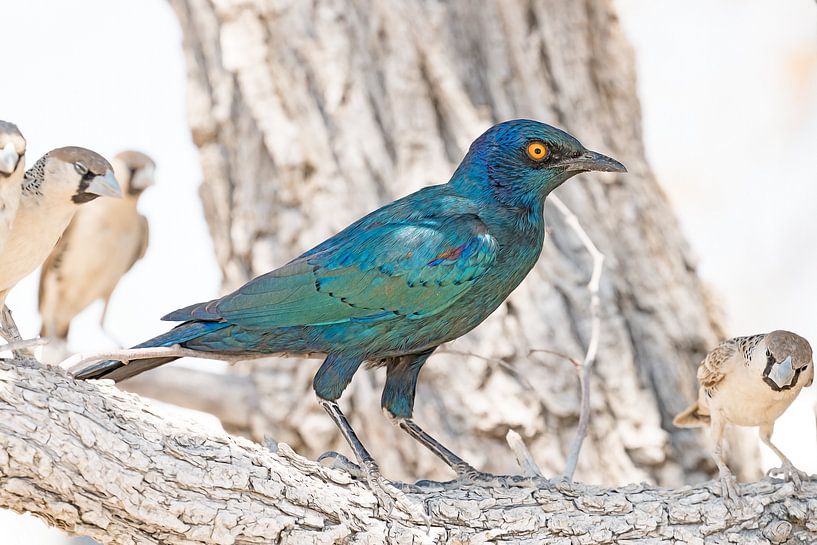 Etourneau à épaulettes dans un arbre par Peter van Vuuren