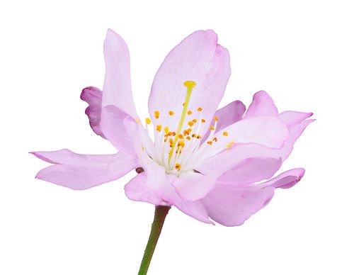 Fleurs de cerisier roses sur fond blanc