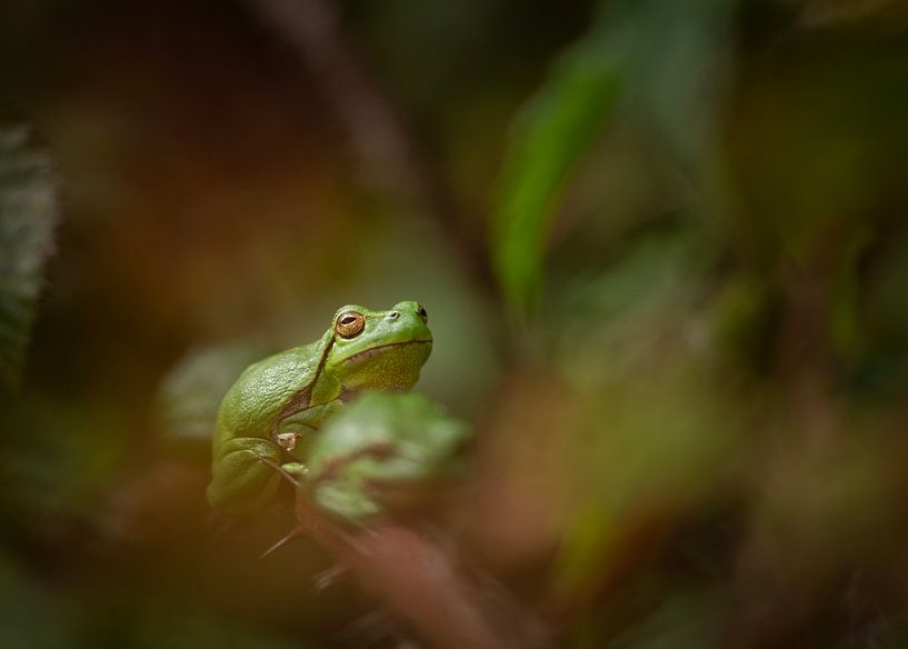 Tree frogs by Elles Rijsdijk