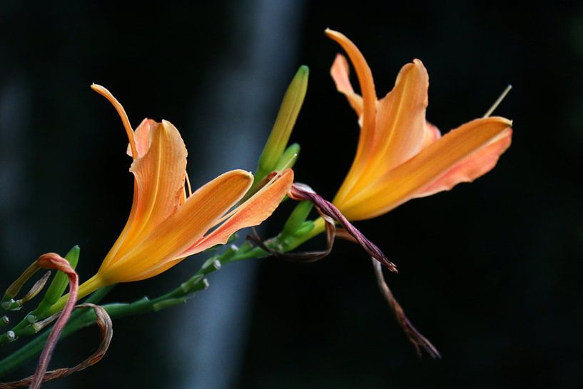 Orangefarbene Blütenkelche von Rianne Fotografeert