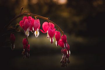 Broken heart flower van Sandra Hazes