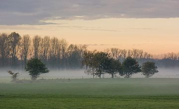 Bomen in veld met ochtendnevel van Jan Roos