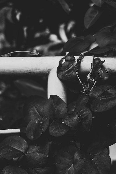 Nature Taking Over - B&amp;W van Anne Unverzagt