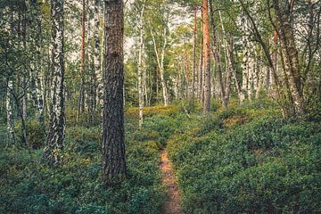 Parc national de Store Mosse [V] sur rosstek ®