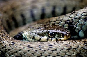 Snake-eye by Lex Schulte