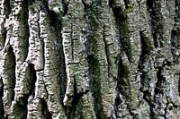 Écorce d'arbre