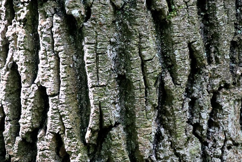 Tree bark by Paul Emons
