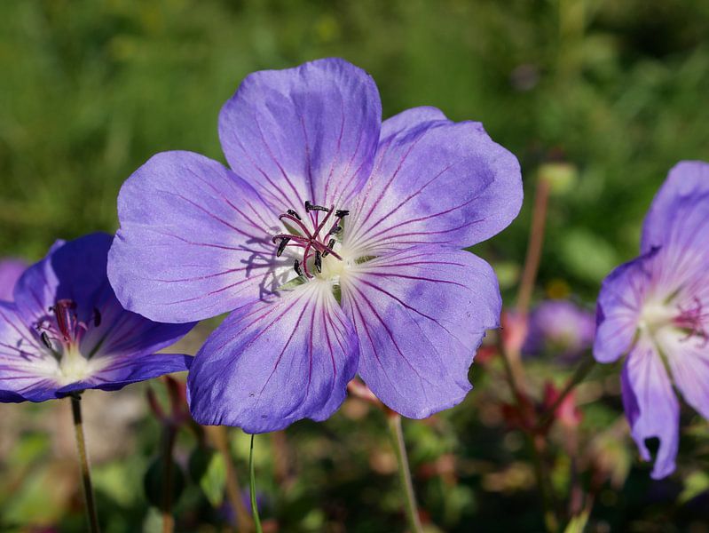 Geranie in der Sonne von Wim vd Neut