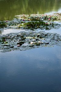 Seerosen und Spiegelung im Wasser
