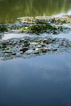 Waterlelies en weerspiegeling in het water van Heidemuellerin