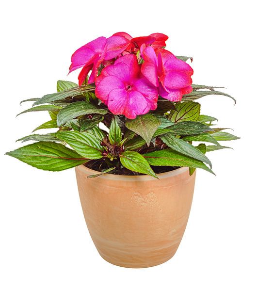 Roze bloeiend Fleißiges Lieschen in een bloempot van ManfredFotos