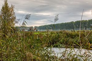 Dordtse Biesbosch Herfst van Rob van der Teen