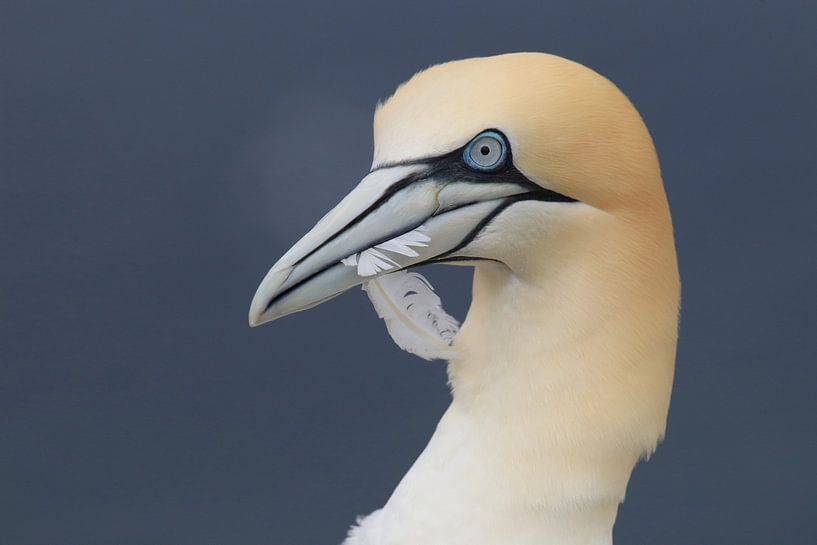 Gannets Helgoland Island Germany by Frank Fichtmüller