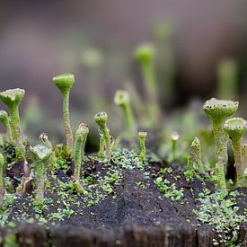 Miniatur-Wald von Lex van Doorn