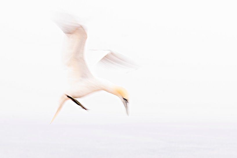 Ein abstrakter Eindruck von einem Gannet im Flug 5 von Danny Budts