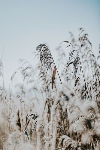 Winter reeds