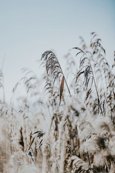 Winterschilf von Nickie Fotografie