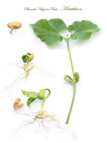 Botanical plate Lapwing bean