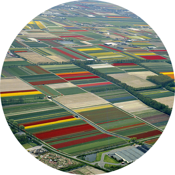 Luchtfoto uit 1986 van de kleurrijke bloembollenvelden van Frans Rombout