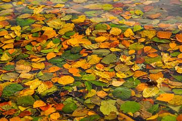 Herfstbladeren in het meer van Tanja Voigt