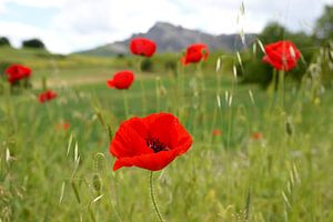 Feld mit Mohn von Rini Kools