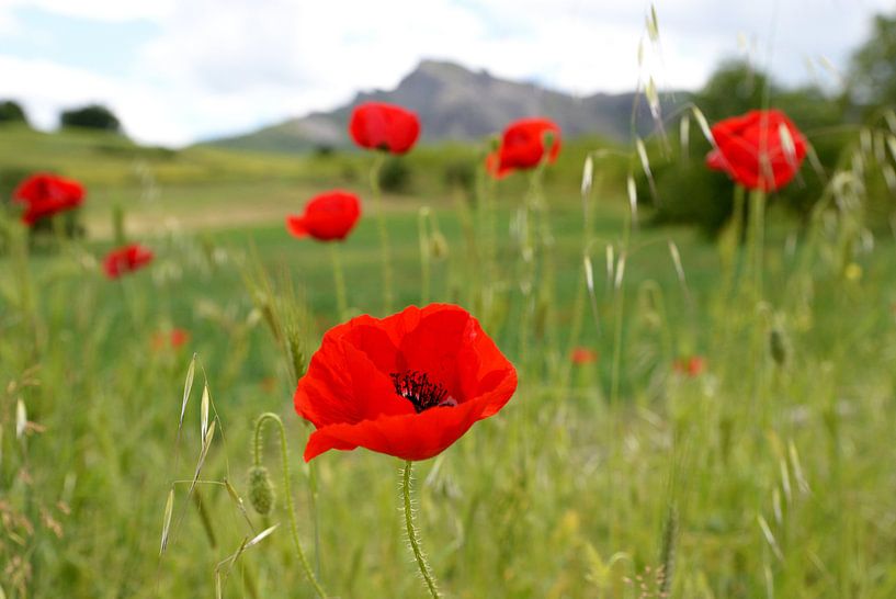 Feld mit Mohn von Rini Kools