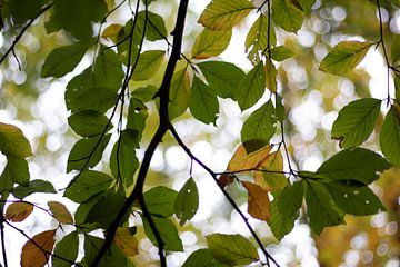 Door de bladeren het bos zien van Foto Nynke