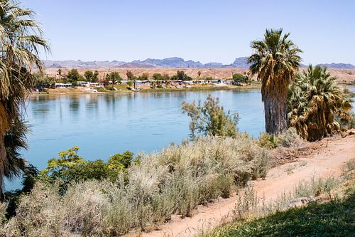 Gila River Arizona USA bank with Palm trees