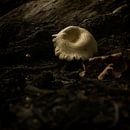 Champignon van Laura von S thumbnail