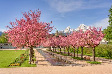 Fleurs de cerisier à Berchtesgaden sur Michael Valjak