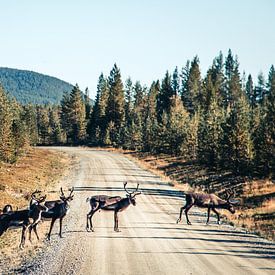 Crossing reindeer in Swedish Lapland by Expeditie Aardbol