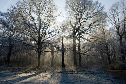 Bos tijdens een winterse ochtend. van Sjoerd van der Hucht