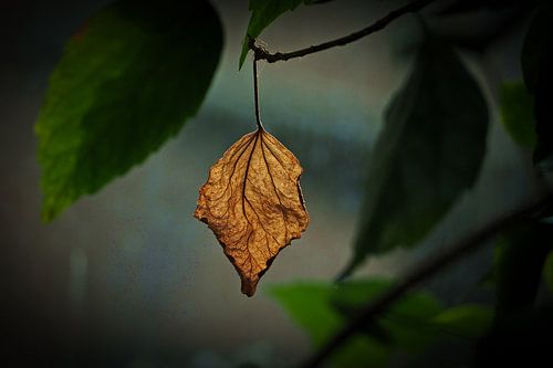 Herfst van Reiner Borner