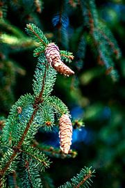 The hanging pinecones von Photoart-Naegele