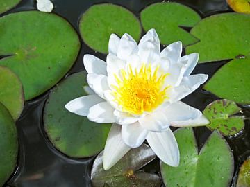 Bloeiende witte lotus bloem van Eye on You