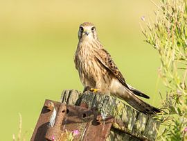 Common Kestrel with prey