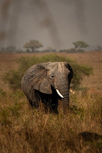 Majestätische Schritte - Elefanten im goldenen Licht