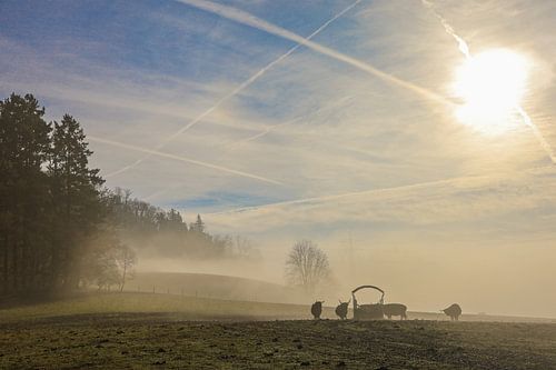 Schotse hooglandrunderen in een weide onder de ruïne Nellenburg bij Stockach in de mist