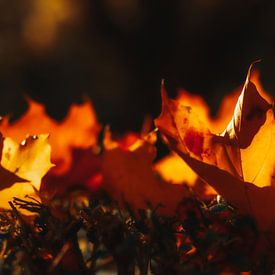autumn flames by Dagmar Marina