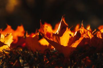 autumn flames