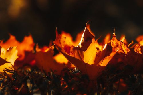 autumn flames by Dagmar Marina